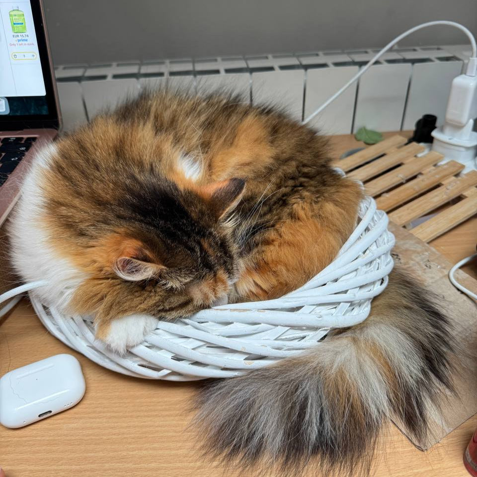 Cat sleeping in a frame base